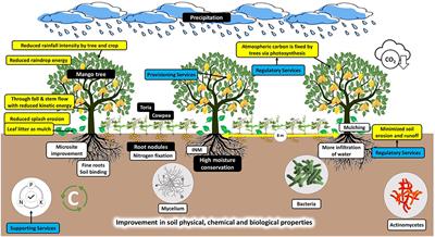 Impact of conservation practices on soil quality and ecosystem services under diverse horticulture land use system
